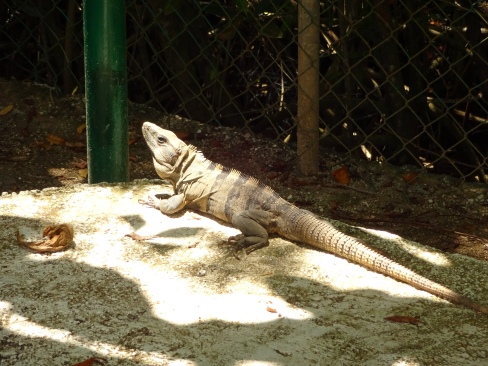 We saw this iguana twice in one day! It was quite sizable.